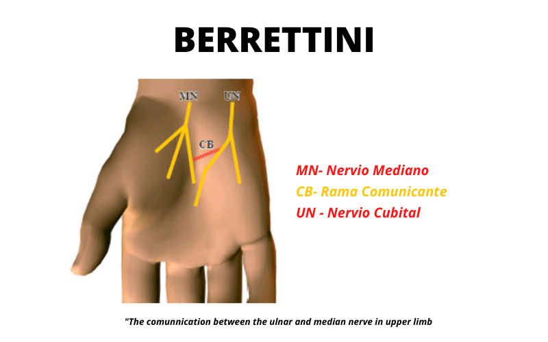 Berrettini.png